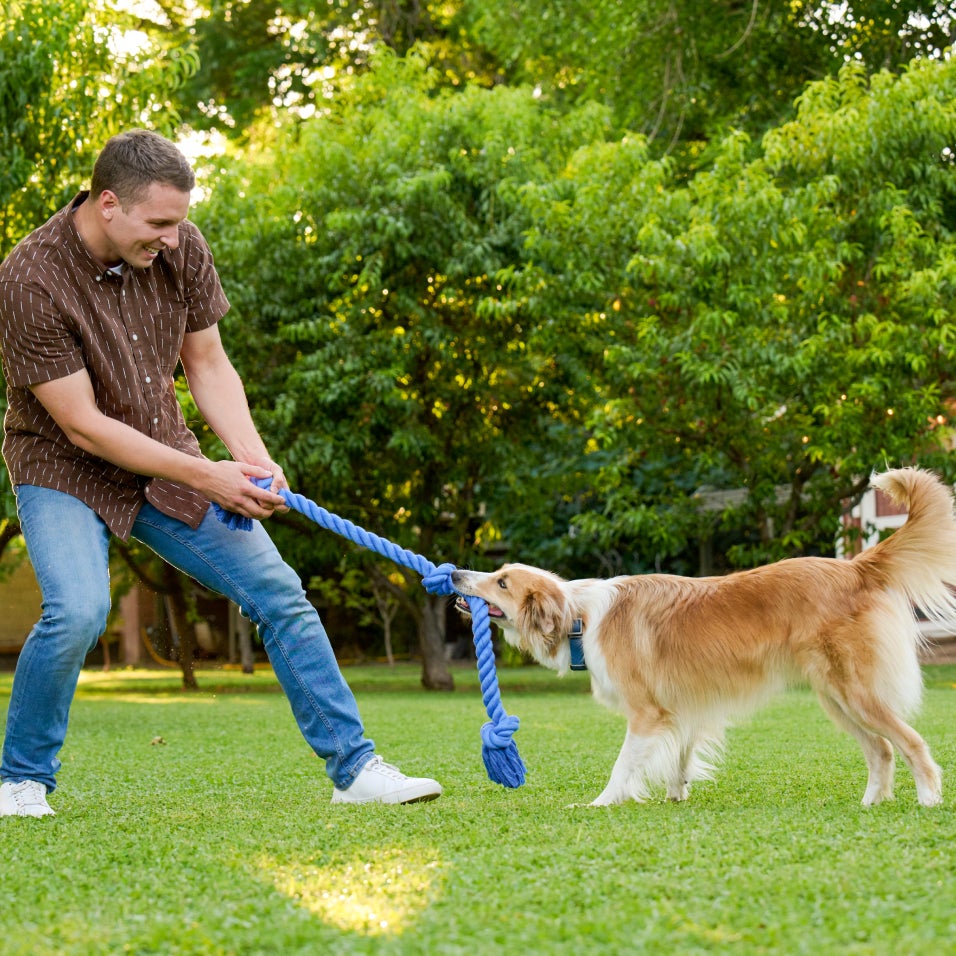 Man playing tug-of-war with a dog in a grassy park, highlighting healthy pet teeth and active play that supports dog dental care during National Pet Dental Health Month.