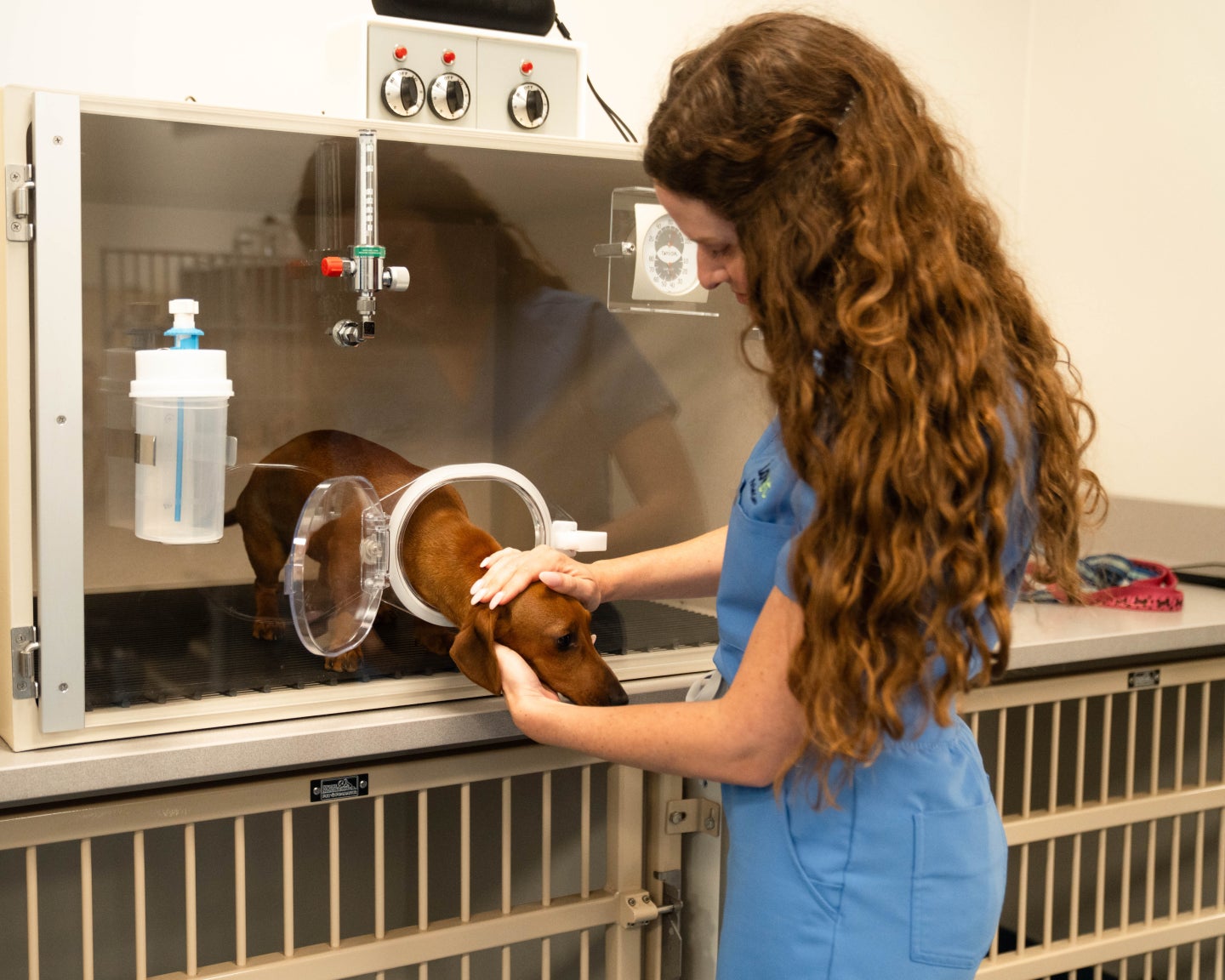 Vet tech checking on small dog in kennel.