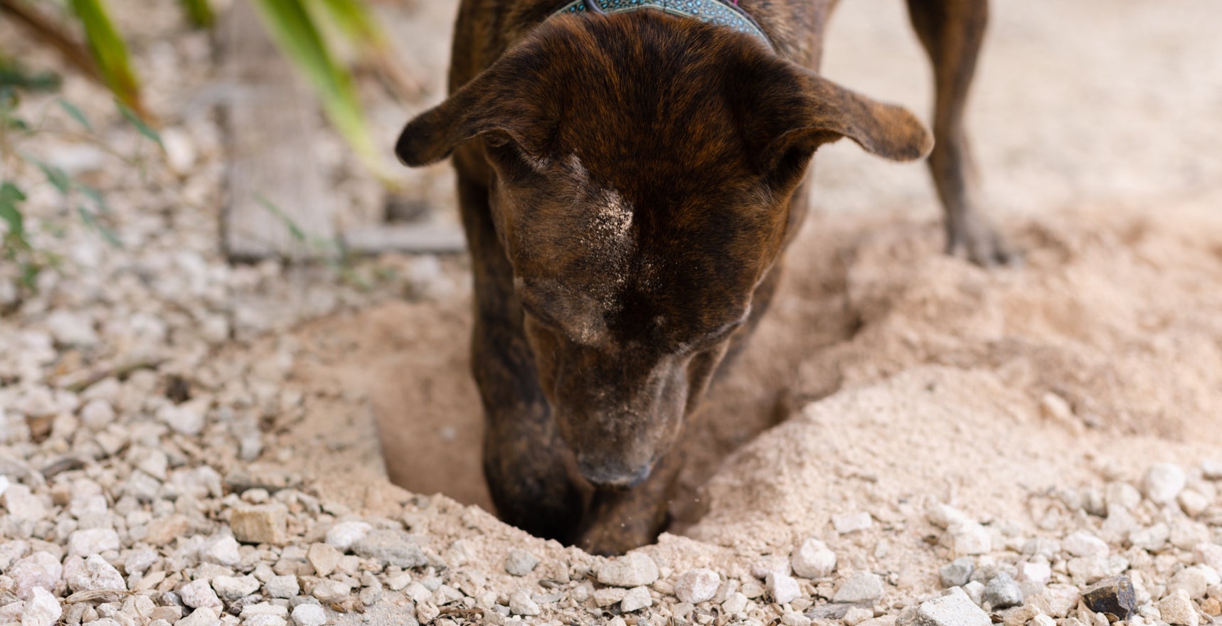 A dog digs a hole in the rocky dirt.