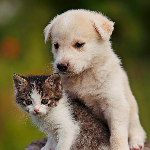 A young puppy and kitten sit closely together, representing the healthy start that the Lovet Early Essentials plan provides with routine primary vet care for growing pets.