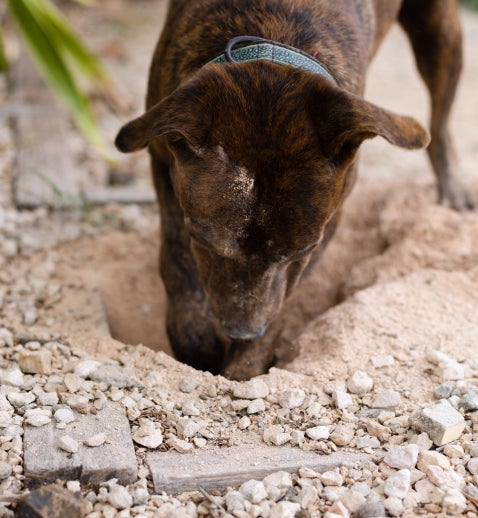 A dog digs a hole in the rocky dirt.