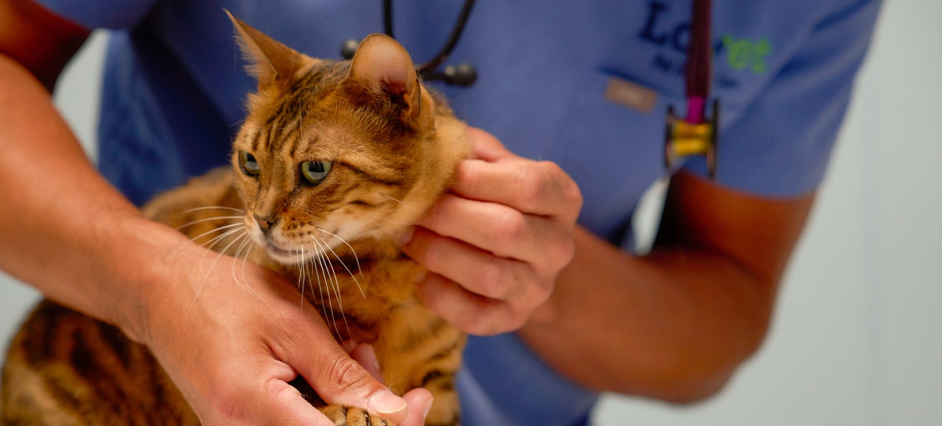 A Lovet vet examines a brown striped cat.