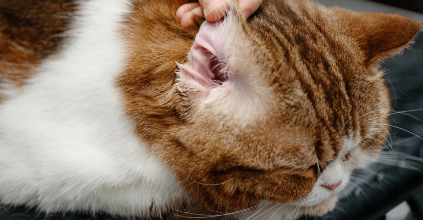 Ear mites in cats: symptoms, treatment, and what to do | Lovet
