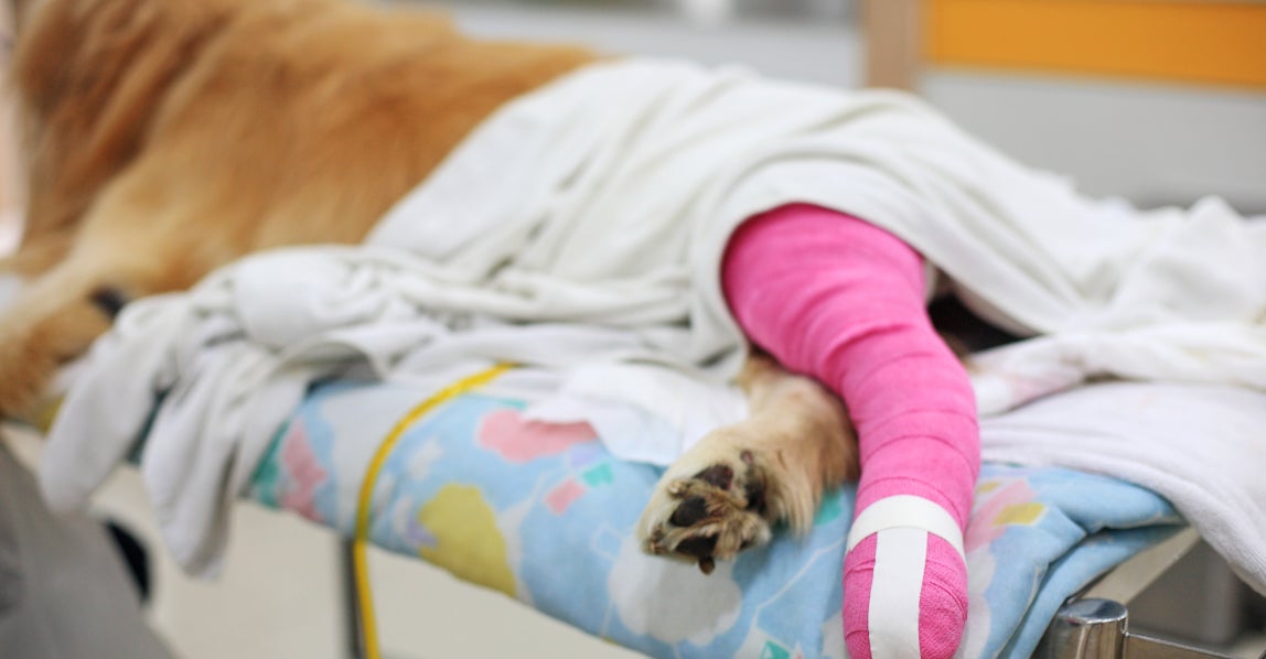 Dog resting on a veterinary exam table at a Lovet hospital with its hind leg wrapped in a bright pink bandage after TPLO surgery, partially covered by a blanket.