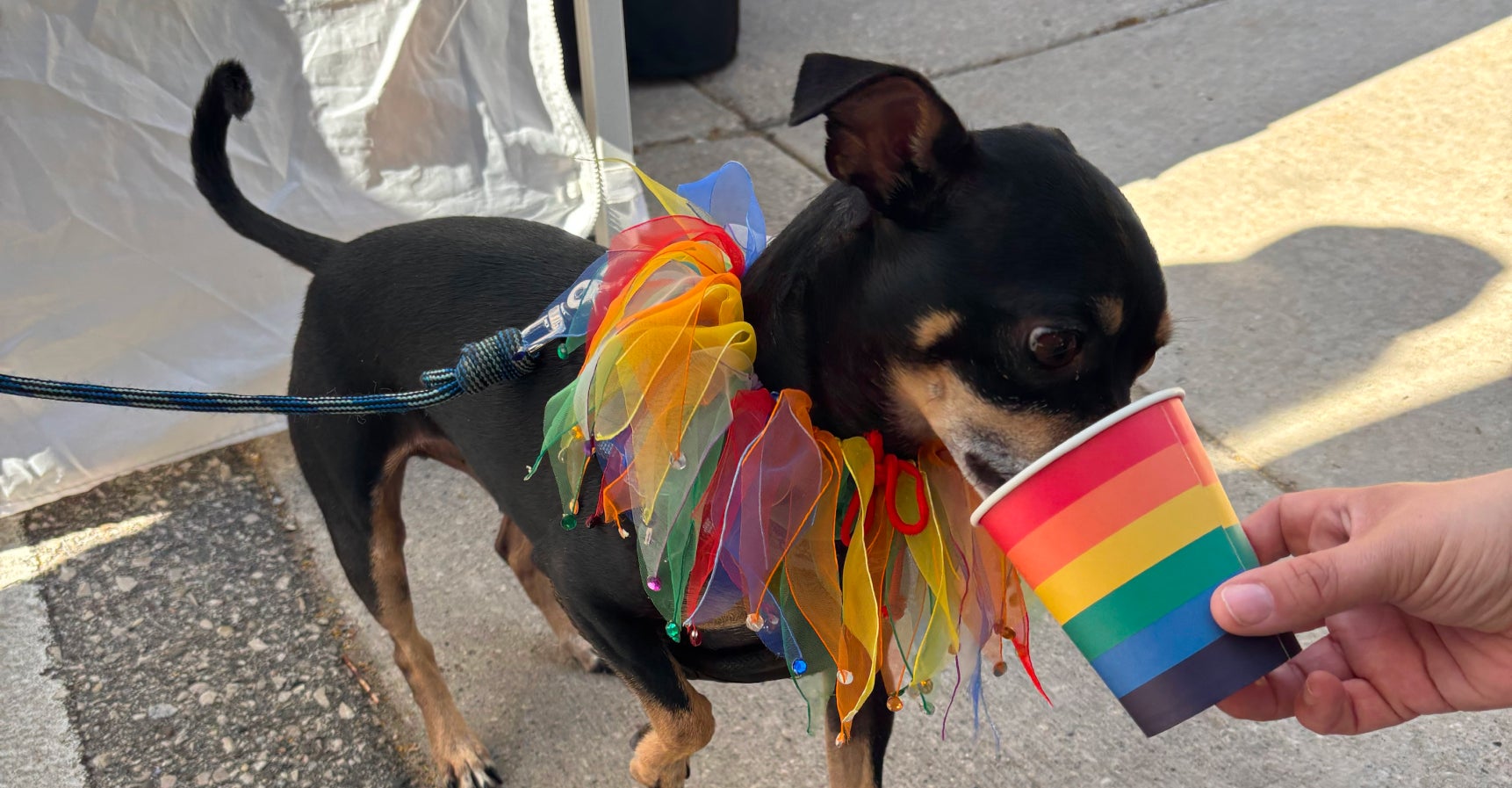 Small dog drinking out of a rainbow water cup.