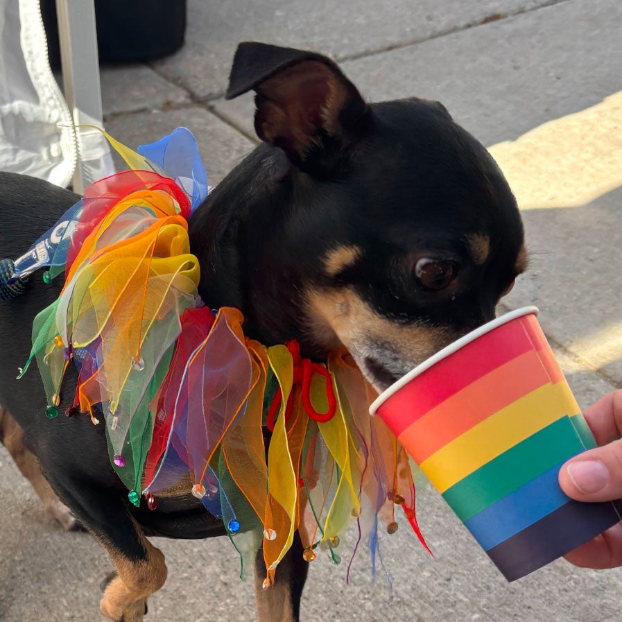 Small dog drinking out of a rainbow water cup.