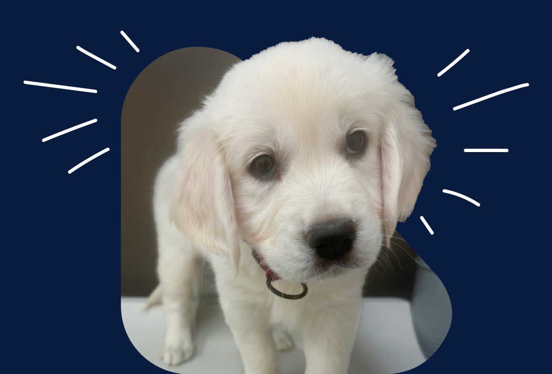 Cleo, a fluffy light-colored puppy with soft ears and big brown eyes, looking curiously at the camera against a dark blue background.