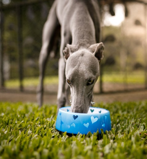 Gray Greyhound dog drinking water outside.