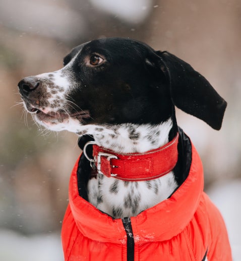A black and white spotted dog looking to the left of the screen wears a red collar and a bright orange puffer jacket.