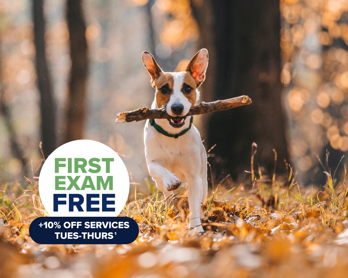 Small dog running through a forest with a stick in its mouth, surrounded by fallen autumn leaves, with a sticker on Lovet's first exam free promotion and the separate 10% off services Tuesdays through Thursdays promotion.