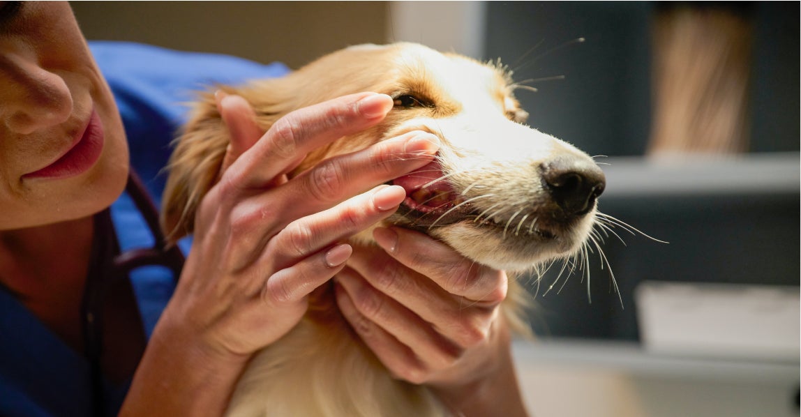 A Lovet veterinarian in blue scrubs carefully examines a dog's teeth to check for signs of periodontal disease.
