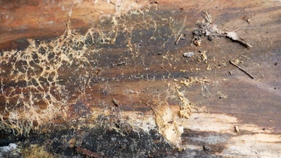 mold and wet wood in crawl space