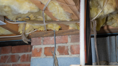 Crawl space insulation showing signs of damage.