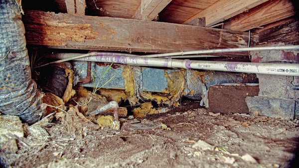 Degraded floor joists in a crawl space.