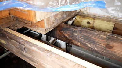 Exposed rotting crawl space wood and joists