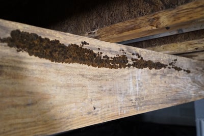 Mold on a wooden beam.