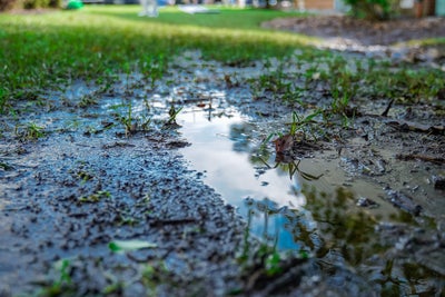 Close up of stagnant water on top of soil and grass.