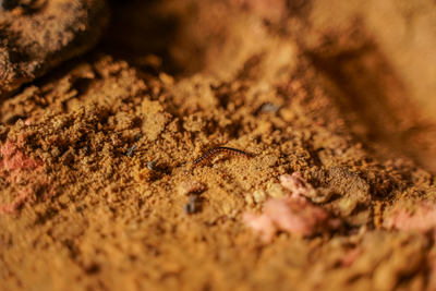 a crawl space pest that is living in the crawl space of a home