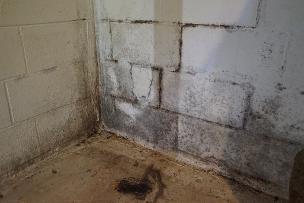 mold on basement wall