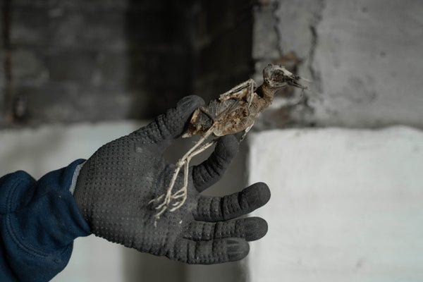 hand holding deceased pest