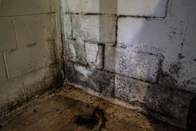 Mold growing on cement block in basement of a home