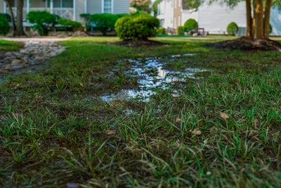 Close up of a damp grass area, one of the causes of sidewalk cracking.