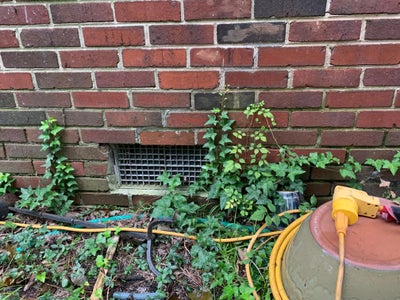 Shrubs next to a home's foundation