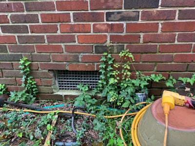 shrubs next to a home's foundation