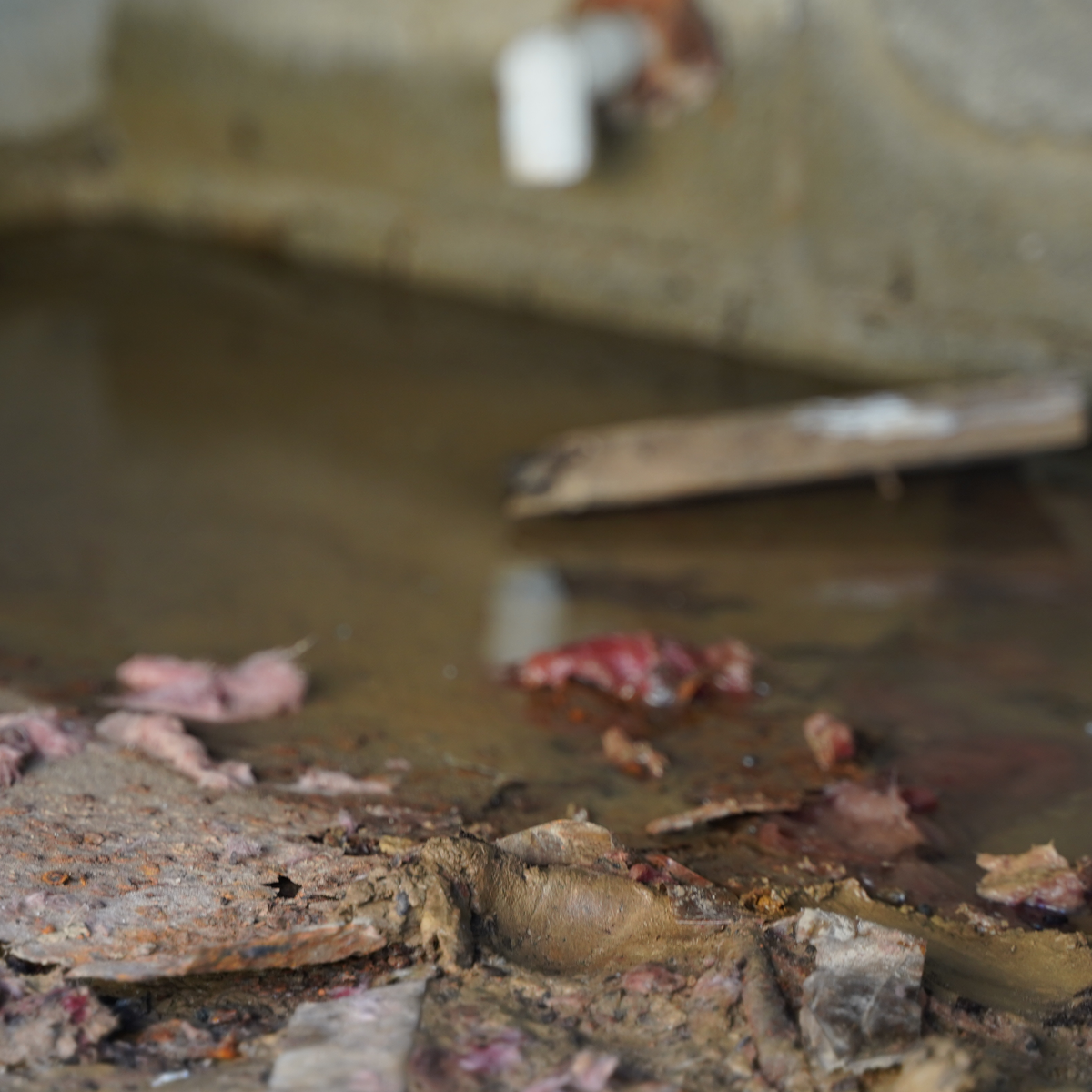 Close up of stagnant water in a crawl space.