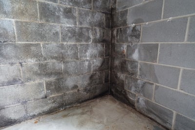 Moldy basement walls with signs of efflorescence.