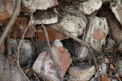 Roots growing through crumbling bricks.