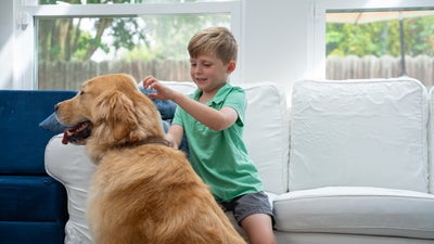 Boy petting a golden retriever.