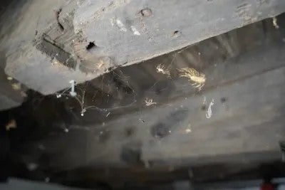 insects spider web on wooden beam
