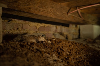 Pests in crawl space.