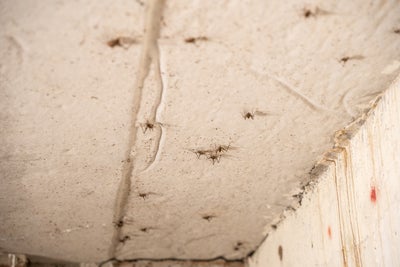 Spiders crawling along a crawl space wall and ceiling.
