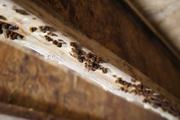 mold spores on a wooden beam in crawl space