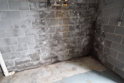 mold on concrete wall