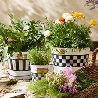 Spectator Pots & Saucers, Set of 3