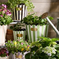 Grass Green Stripe Pots & Saucers, Set of 3