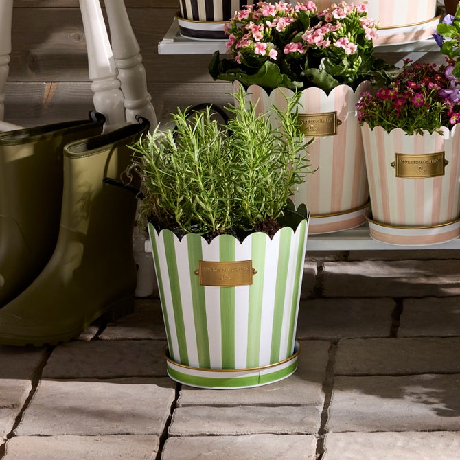 Grass Green Stripe Pots & Saucers, Set of 3 image number 5