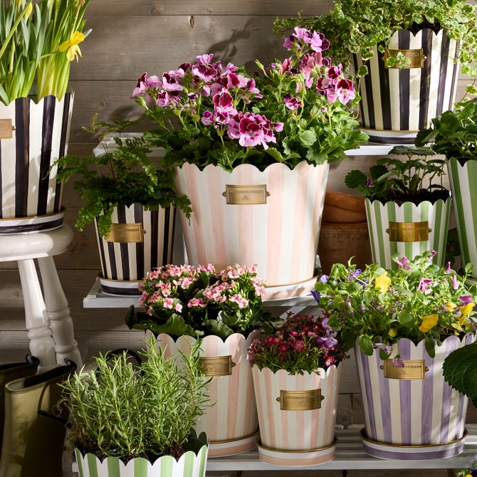 Rosy Stripe Pots & Saucers, Set of 3 image number 1