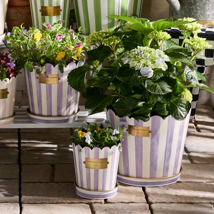 Violet Stripe Pots & Saucers, Set of 3