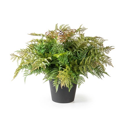 Potted Large Fern With Bee