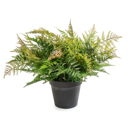 Potted Medium Fern With Bee