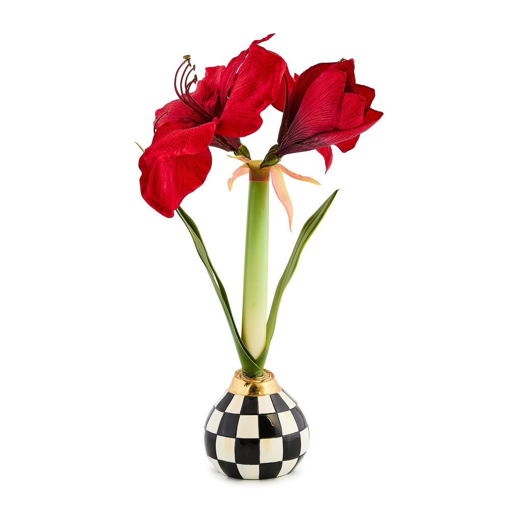 Courtly Check Amaryllis Bulb Arrangement mackenzie-childs Panama imagen 1