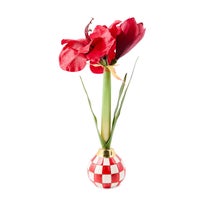Red Check Amaryllis Bulb Arrangement