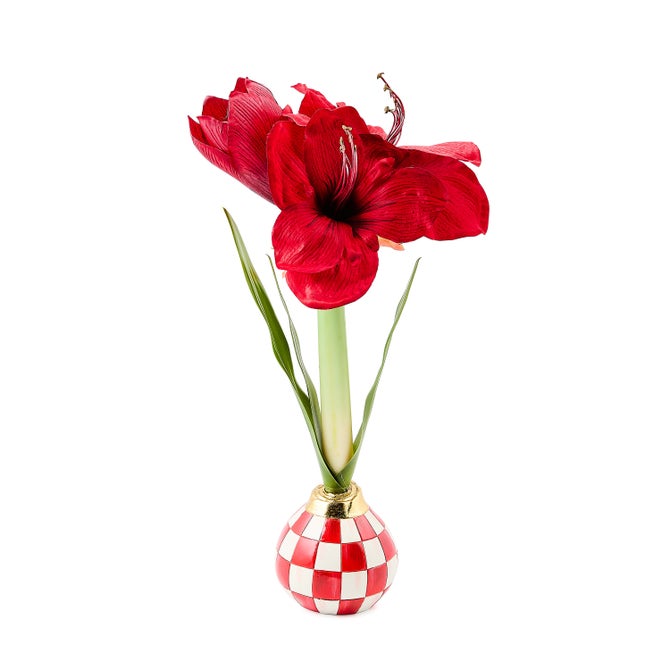 Red Check Amaryllis Bulb Arrangement image number 0