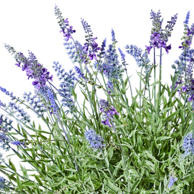Lavender Urn Filler image number 2
