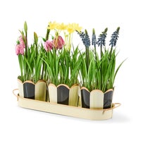 Courtly Stripe Triple Potted Blooms