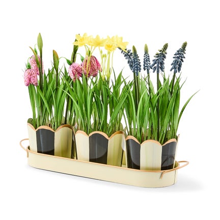 Courtly Stripe Triple Potted Blooms